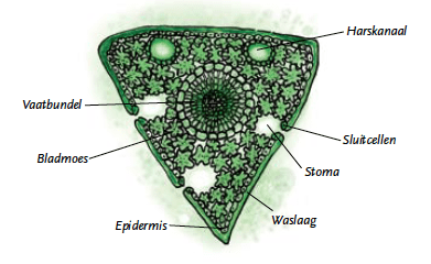 De morfologie van de naald